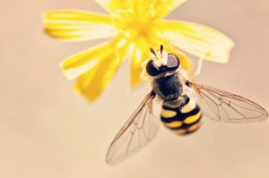 belajar dari lebah